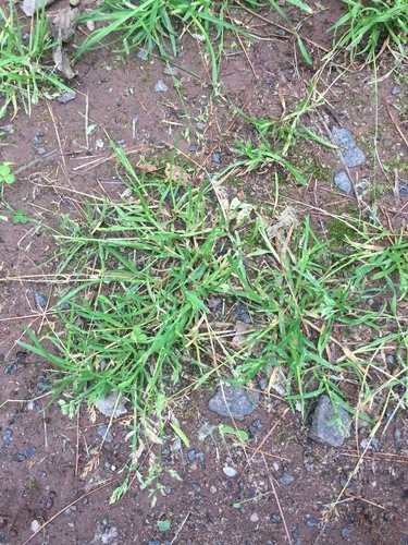 photo of Grasses, Sedges, Cattails, And Allies (Poales)