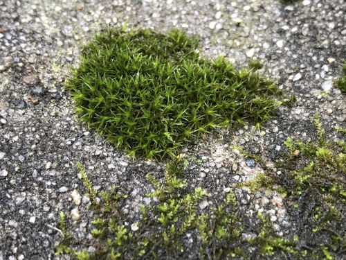 photo of Mosses (Bryophyta)