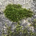 photo of Mosses (Bryophyta)