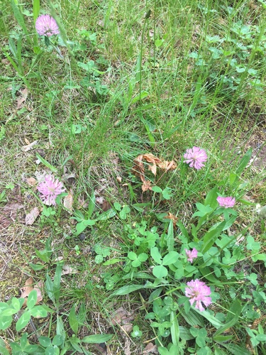 photo of Red Clover (Trifolium pratense)