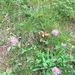 photo of Red Clover (Trifolium pratense)