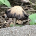 photo of Fungi Including Lichens (Fungi)