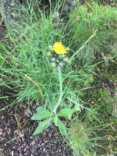 photo of Sunflowers, Daisies, Asters, And Allies (Asteraceae)