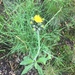 photo of Sunflowers, Daisies, Asters, And Allies (Asteraceae)