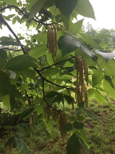 photo of Willow Family (Salicaceae)