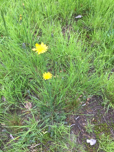 photo of Dandelions (Taraxacum)