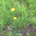 photo of Dandelions (Taraxacum)