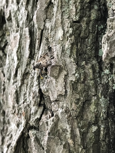 photo of Common Snipe Fly (Rhagio mystaceus)