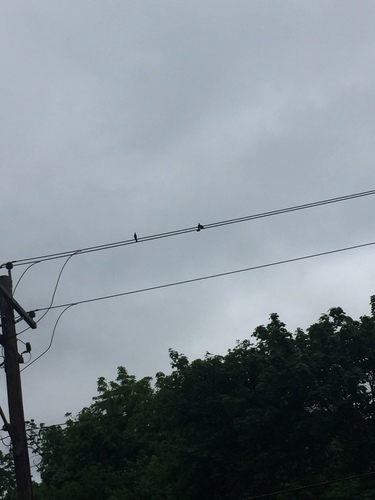 photo of Perching Birds (Passeriformes)