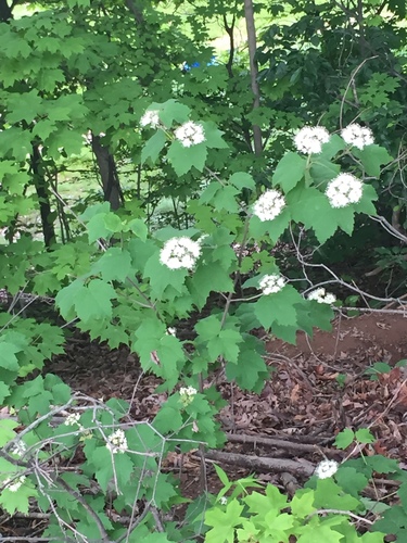 photo of Mapleleaf Viburnum (Viburnum acerifolium)