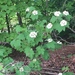 photo of Mapleleaf Viburnum (Viburnum acerifolium)