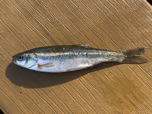 Lahontan Redside