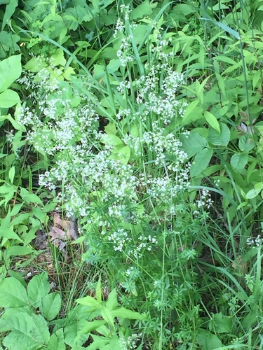 photo of Flowering Plants (Angiospermae)