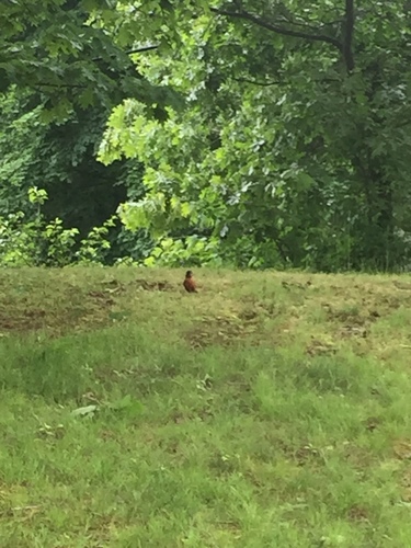 photo of American Robin (Turdus migratorius)