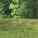 photo of American Robin (Turdus migratorius)