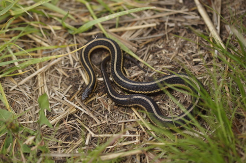 Butler's Garter Snake