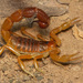 Escorpiões - Photo (c) Chad Keates, todos os direitos reservados, uploaded by Chad Keates