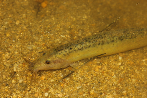Oriental Weatherfish