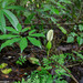 Xanthosoma helleborifolium - Photo (c) Hubert Szczygieł, all rights reserved, uploaded by Hubert Szczygieł