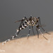 Asian Tiger Mosquito - Photo (c) MaLisa Spring, all rights reserved, uploaded by MaLisa Spring