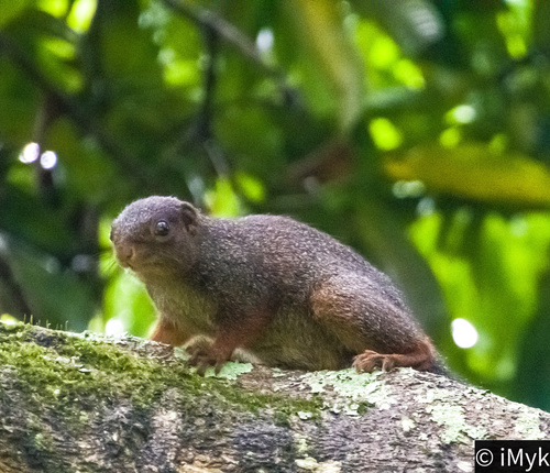 Red-legged Sun Squirrel