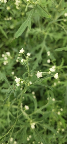 Santa Maria feverfew