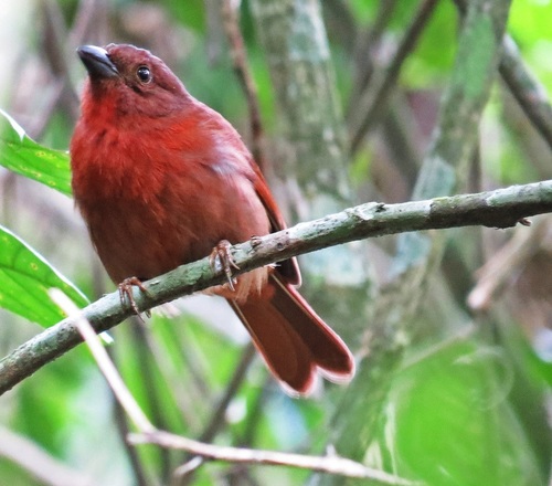 Red-crowned Ant-Tanager