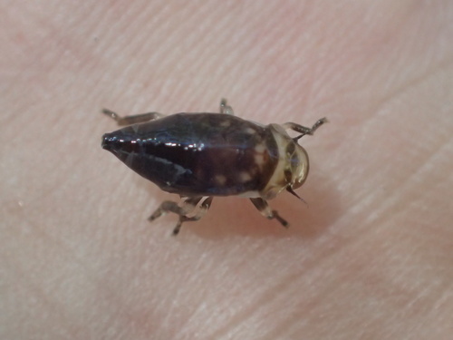 iNaturalist observation photo of Spittlebugs and Froghoppers