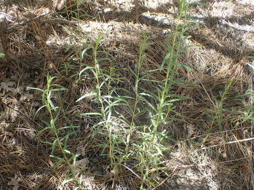 iNaturalist observation photo of flowering plants