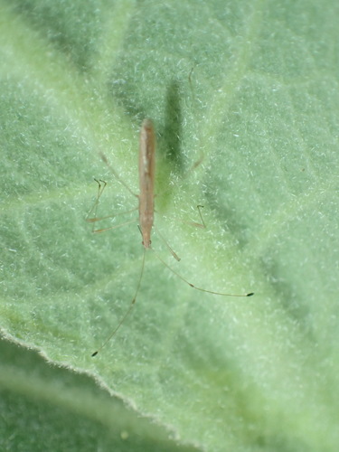 iNaturalist observation photo of Neoneides muticus