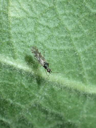 iNaturalist observation photo of Dicyphus hesperus