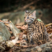 Mainland Leopard Cat - Photo (c) Utain Pummarin, all rights reserved, uploaded by Utain Pummarin