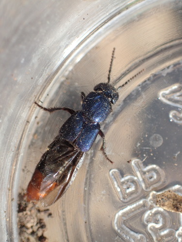 iNaturalist observation photo of Platydracus rutilicauda