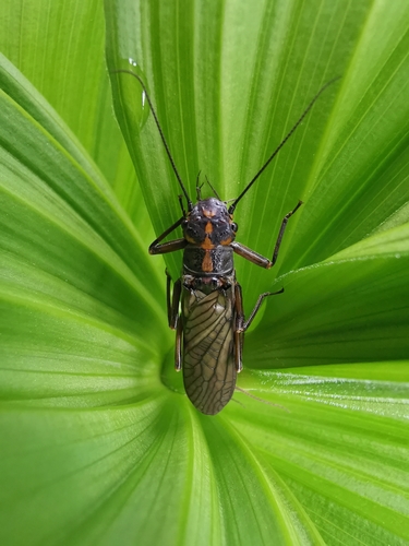 Perlodes intricatus