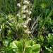 Pyrola rotundifolia - Photo 由 Kari Lahtinen 所上傳的 (c) Kari Lahtinen，保留所有權利