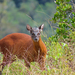 Little Red Brocket - Photo (c) David González B., all rights reserved, uploaded by David González B.