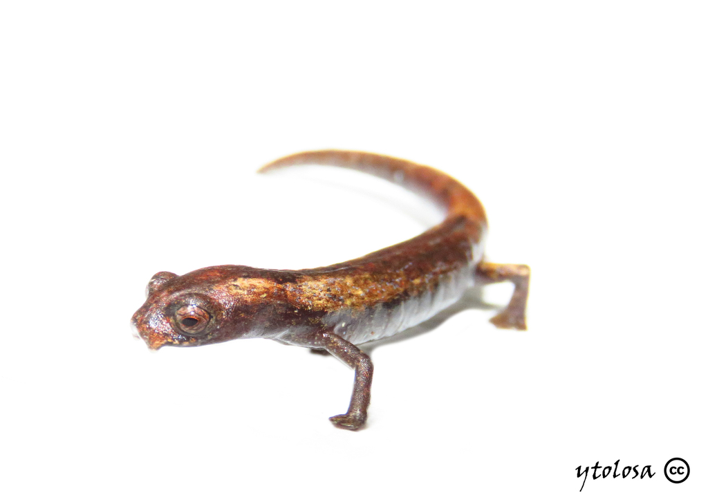 Salamandra Corpulenta Café (Bolitoglossa lozanoi) · NaturaLista Mexico