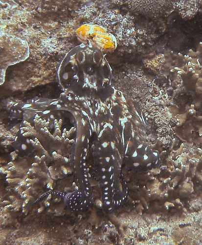 Day Octopus — seen at this dive site