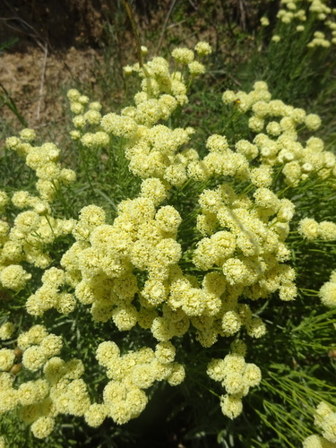 Tuscan lavender-cotton (Santolina etrusca)