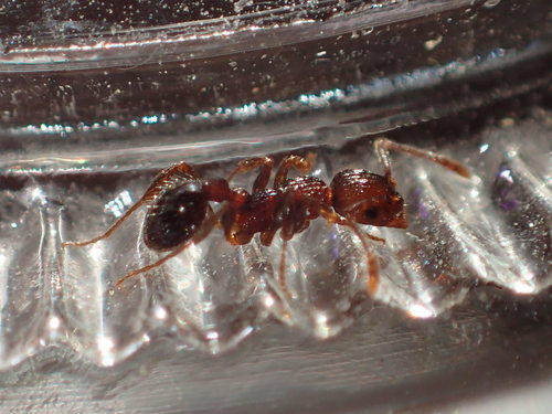 iNaturalist observation photo of Incomplete Furrowed Ant