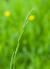 Hybrid Fescue - Photo (c) Tig, all rights reserved, uploaded by Tig