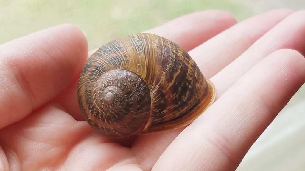 Garden Snail from North Garden Acres, Bryan, TX 77802, USA on June 28