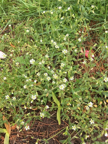 photo of Chickweeds (Stellaria)