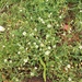 photo of Chickweeds (Stellaria)