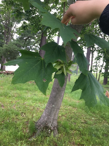 photo of Sugar Maple (Acer saccharum)