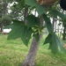 photo of Sugar Maple (Acer saccharum)