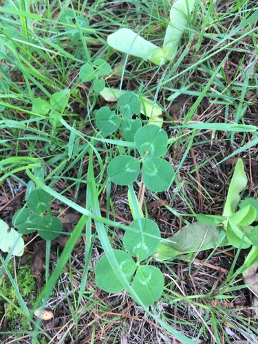 photo of White Clover (Trifolium repens)