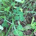 photo of White Clover (Trifolium repens)