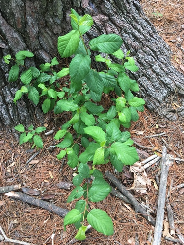 photo of Glossy Buckthorn (Frangula alnus)