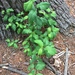 photo of Glossy Buckthorn (Frangula alnus)